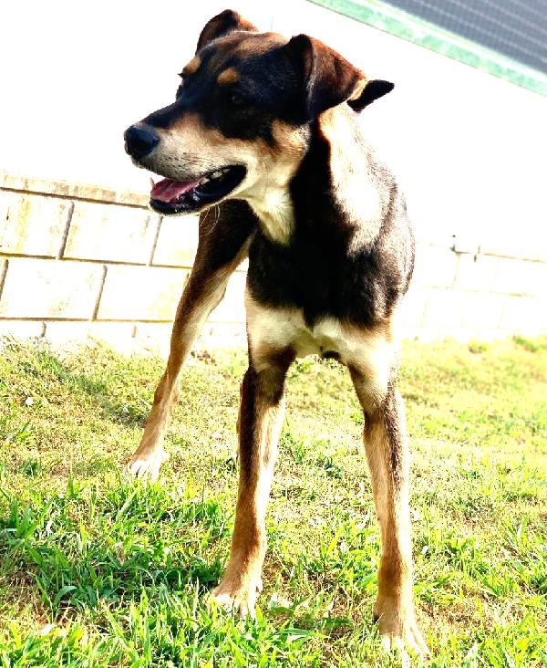 Acero cagnolotto mix Rott Foto 6